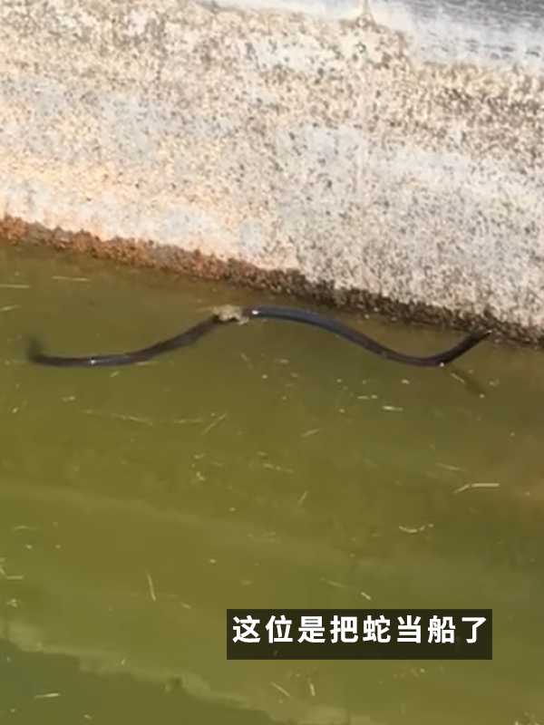 蛇在鳄鱼背上搭便车！诡异一幕让佛罗里达老哥都看呆了