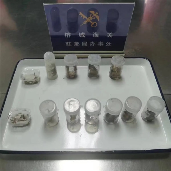 福州海关截获30只成虫：含4只亚洲最大的蜈蚣